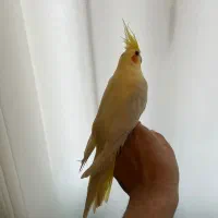 طوطی عروس هلندی|پرنده|لنگرود, |دیوار