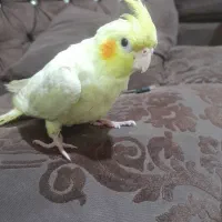 عروس هلندی لوتینو|پرنده|زهک, |دیوار