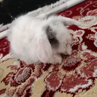 خرگوش لپ