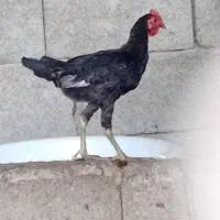 خروس محلی ونیمچه خروس|حیوانات مزرعه|آبادان, |دیوار