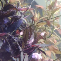 فروش اکواریوم و گیاه|ماهی|بندرعباس, |دیوار