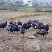 بوقلمون|حیوانات مزرعه|چوبر, |دیوار