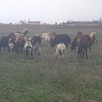 شیر چرخی در فریمان