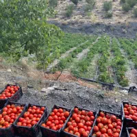 گوجه|خوردنی و آشامیدنی|مشهد, شهید بهشتی|دیوار