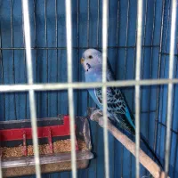 مرغ عشق|پرنده|رشت, گلزاران|دیوار