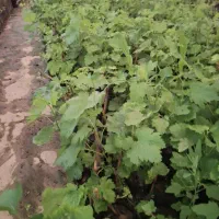 گردو|خدمات باغبانی و درختکاری|شیراز, محمدیه|دیوار