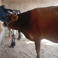 گوساله نر|حیوانات مزرعه|تیمور آباد, |دیوار