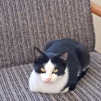 واگذاری گربه|گربه|بابلسر, |دیوار