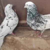 نروماده ترمه ی اصفهانی