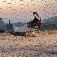 پرنده|پرنده|شیراز, کفترک|دیوار