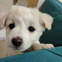 پودل|سگ|کرج, حیدرآباد|دیوار