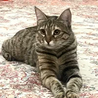 گمشده