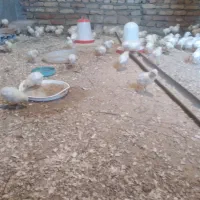 جوجه گوشتی ۸ روزه در سراب