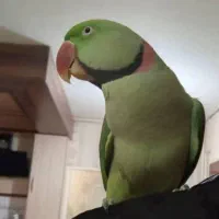 شاه طوطی اول بخونید