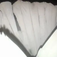 کبوتر پرشی|پرنده|قم, انصار‌الحسین|دیوار