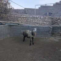 قورچ پلنگی|حیوانات مزرعه|ازنا, |دیوار