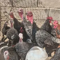 بوقلمون 6 عدد بزرگ دو عدد نیمچه