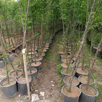 نهال های زیتون تلخ سطلی مناسب فضا کاشت تابستانی|خدمات باغبانی و درختکاری|شیراز, حافظیه|دیوار