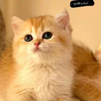 گربه بریتیش Ny11 اصیل