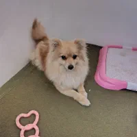 پامرین روباهی