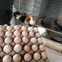 مرغ محلی تخمگذار جوان