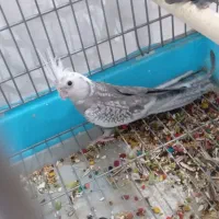 عروس هلندی|پرنده|سرپل ذهاب, |دیوار