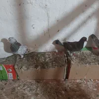 کبوتر 3 جفت|پرنده|قشم, |دیوار