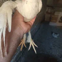 جوجه گلین