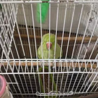 طوطی ملنگوه ماده|پرنده|ایذه, |دیوار