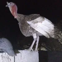 بوقلمون یک ساله