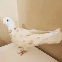 کفتر خال و پرش فوق سنگین تضمینی|پرنده|ری, منصوریه منگل|دیوار