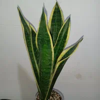 سانسوریا کرواتی ابلق