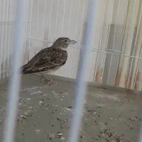 سهره خاکی نر مست بخون|پرنده|پاکدشت, پاکدشت (مامازند)|دیوار