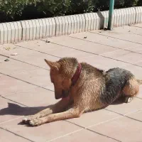 سگ ژرمن ورکلاین ماده|سگ|هشتگرد, ینگی امام|دیوار