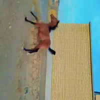 اسب درشوری|اسب و تجهیزات اسبسواری|اقلید, |دیوار