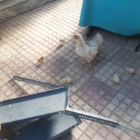 یک عدد مرغ با ۷تا جوجه نژاد خیلی خوب|پرنده|کنگاور, |دیوار