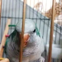 طوطی راهب نر دارای شناسنامه