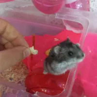 همستر کمپل رام و دستی و بازیگوش|موش و خرگوش|همدان, |دیوار