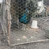 فروش طاووس نر