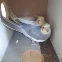 عروس هلندی|پرنده|کوهدشت, |دیوار