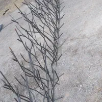 شاخ گوزنی با تراکم فوق العاده زیاد