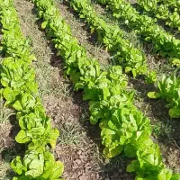 فروش کاهو|خوردنی و آشامیدنی|خان ببین, |دیوار