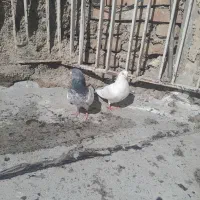 کفتر پرشی پاکستانی پرش بالا جفت هستن|پرنده|تهران, سعیدآباد|دیوار