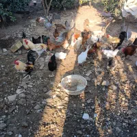 فروش جوجه و خروس با قیمت عمده