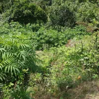 خرید مزرعه یا زمین یا خودرو