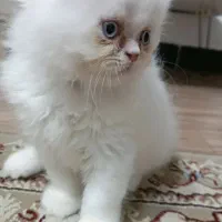 گربه پرشین/ اسکاتیش فلت