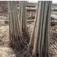 ارائه انواع نهال صنوبر ونهال میوه|خدمات باغبانی و درختکاری|نورآباد ممسنی, |دیوار