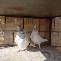 کبوتر|پرنده|میبد, |دیوار