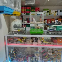 پرنده سرای امیر سیره قناری عروس هلندی