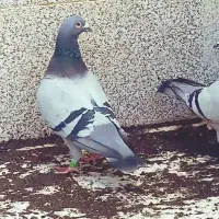 نروماده مسافتی ۸۰۰ نشسته